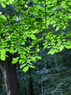 Ulmus Glabra - Huds Elm Tree, What To Plant Under Elm Trees [5 Great Options!]