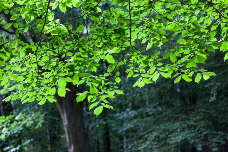 Ulmus Glabra - Huds Elm Tree, What To Plant Under Elm Trees [5 Great Options!]