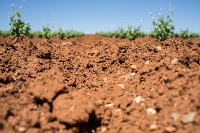 Unique red soil rich in clay and limey rock, 7 Best Fertilizers For Clay Soil