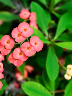 Up close photo of a Euphorbia flower showing healthy red petals, 11 Mediterranean Flowering Shrubs