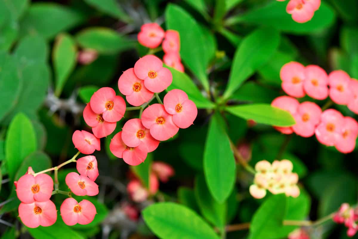 Up close photo of a Euphorbia flower showing healthy red petals