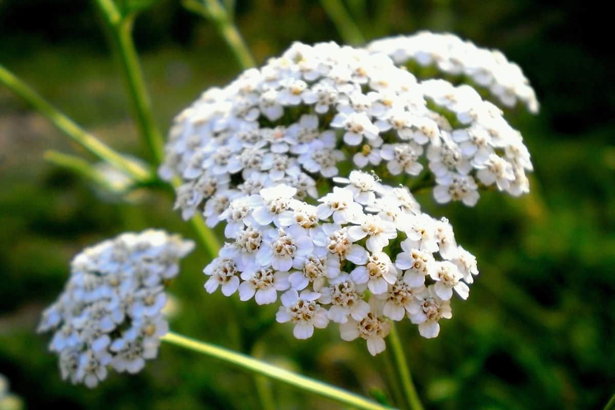Up close photo of a common yarrow flower blooming at the garden