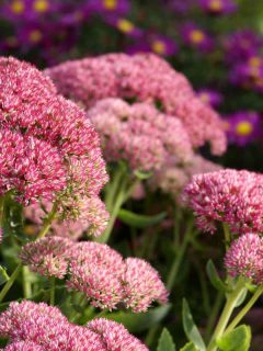 Up close photo of a perennial flower at a garden, 7 Best Perennials to Plant Around Your Mailbox
