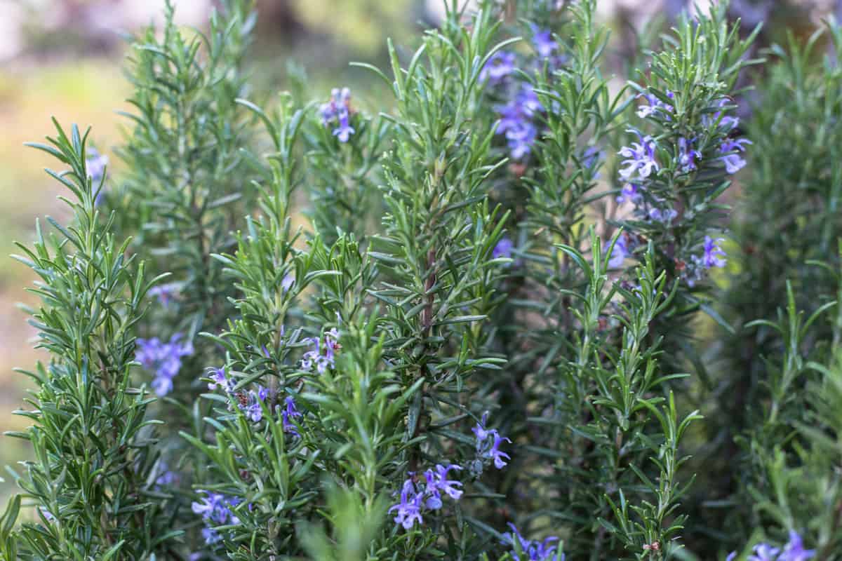 Up close photo of a small bunch of rosemary herb