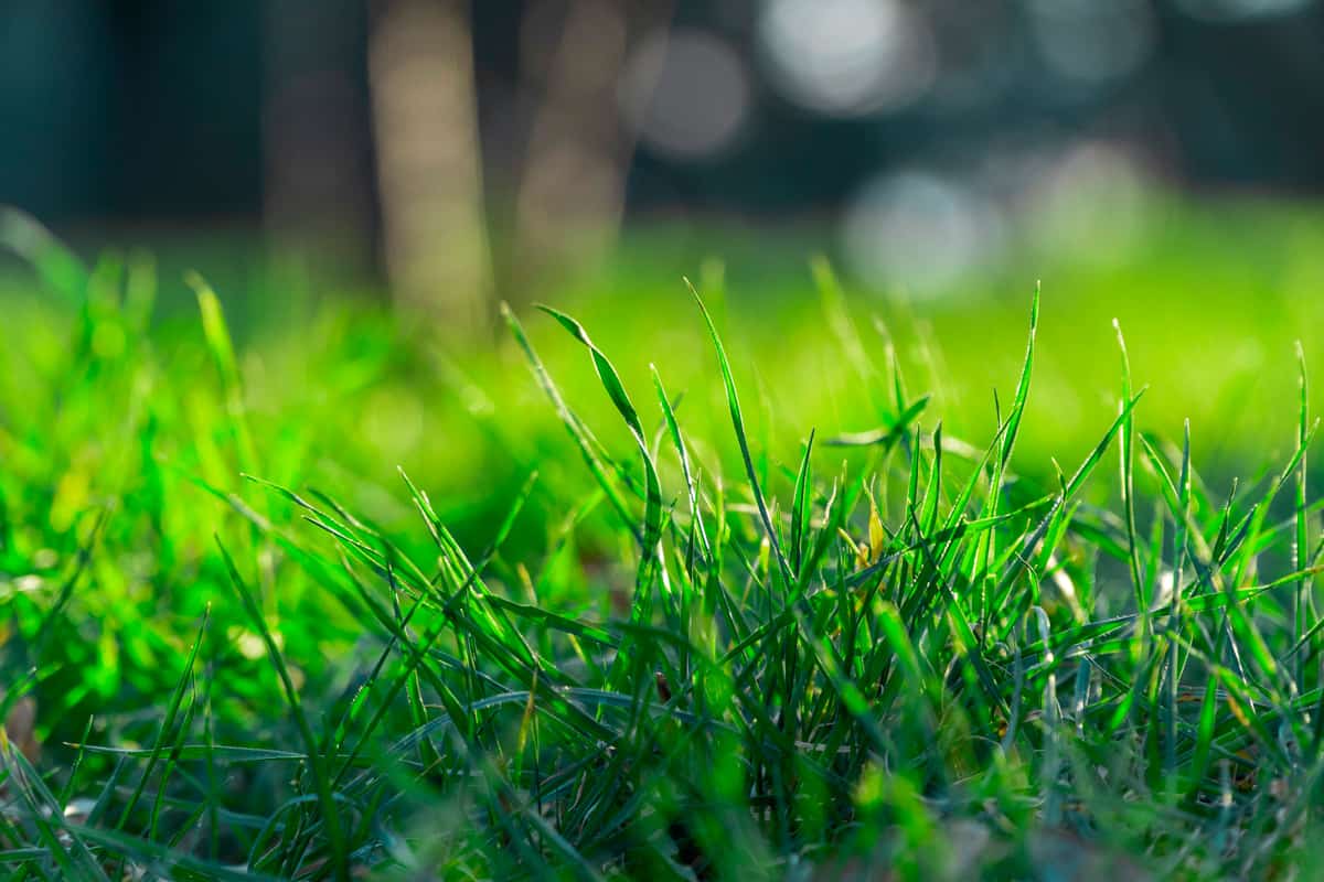 Up close photo of grass at the garden