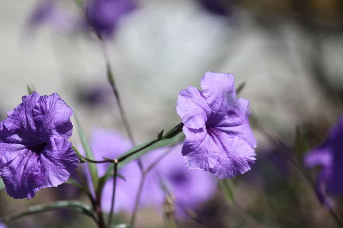 Up close photo of gorgeous Mexican Petunias
