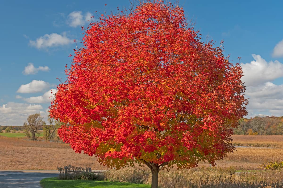 Very Red Maple Tree in the Fall in Volo Bog State Natural Area in Illinois