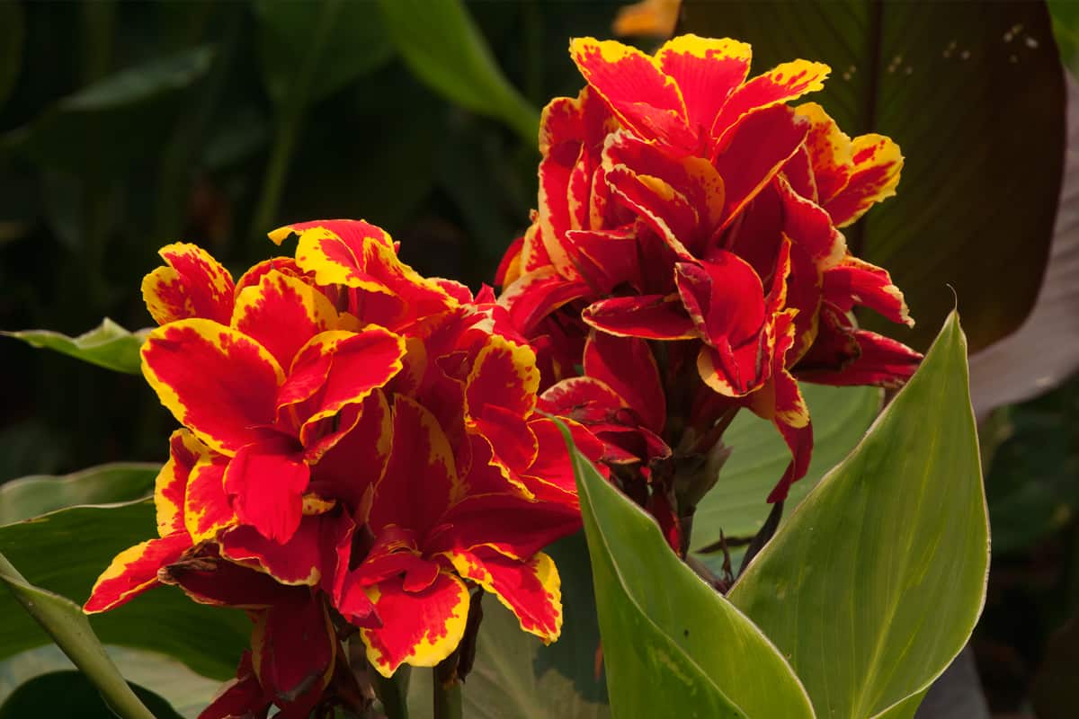 Vibrant red and yellow flowering stems of canna lily