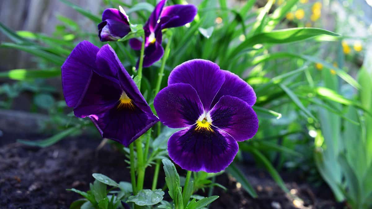 Viola plant with violet flower