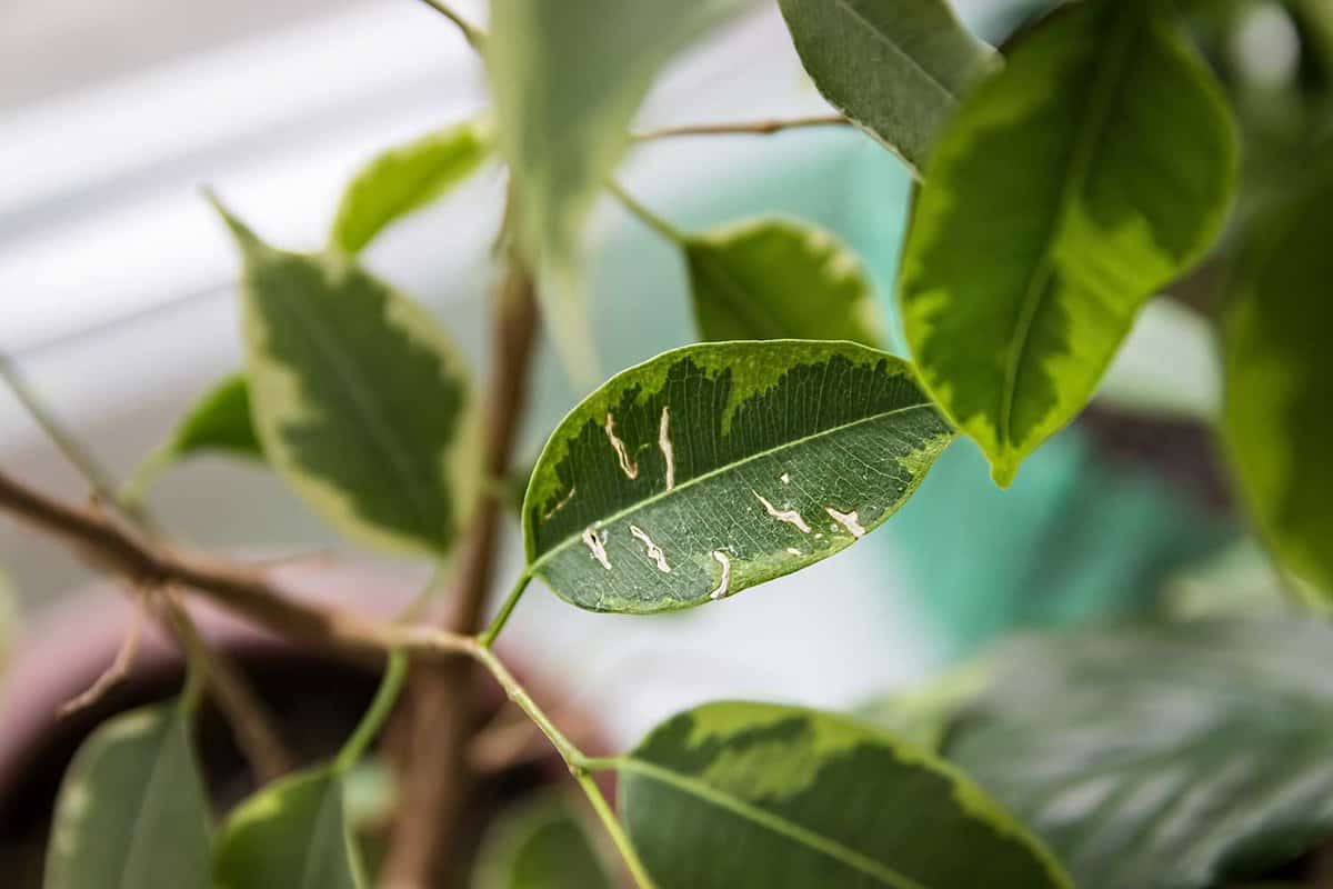Weeping fig with leaf blight disease