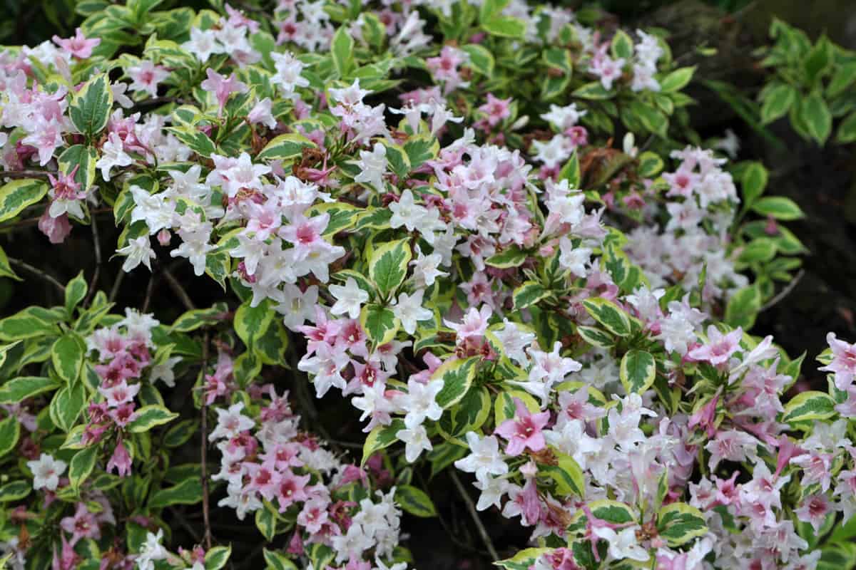 Weigela with white and pink flowers blooms in the garden.