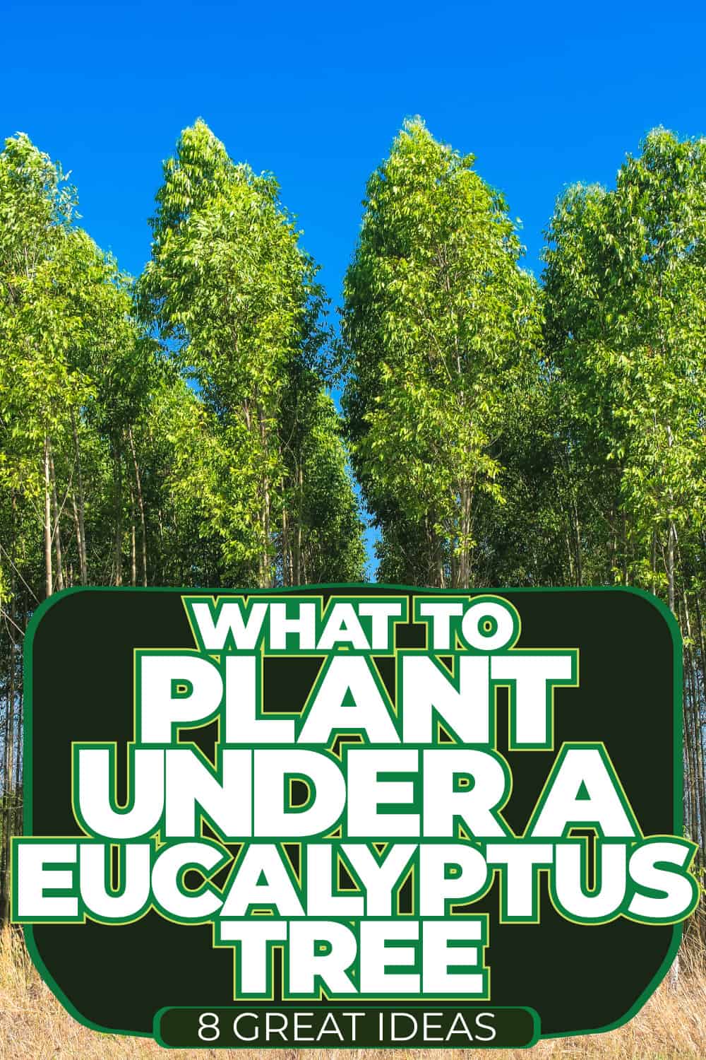 What To Plant Under A Eucalyptus Tree [8 Great Ideas!]