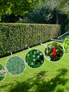 A properly maintained garden hedge, What To Plant Under Hedges [7 Ideas Including Flowers!]