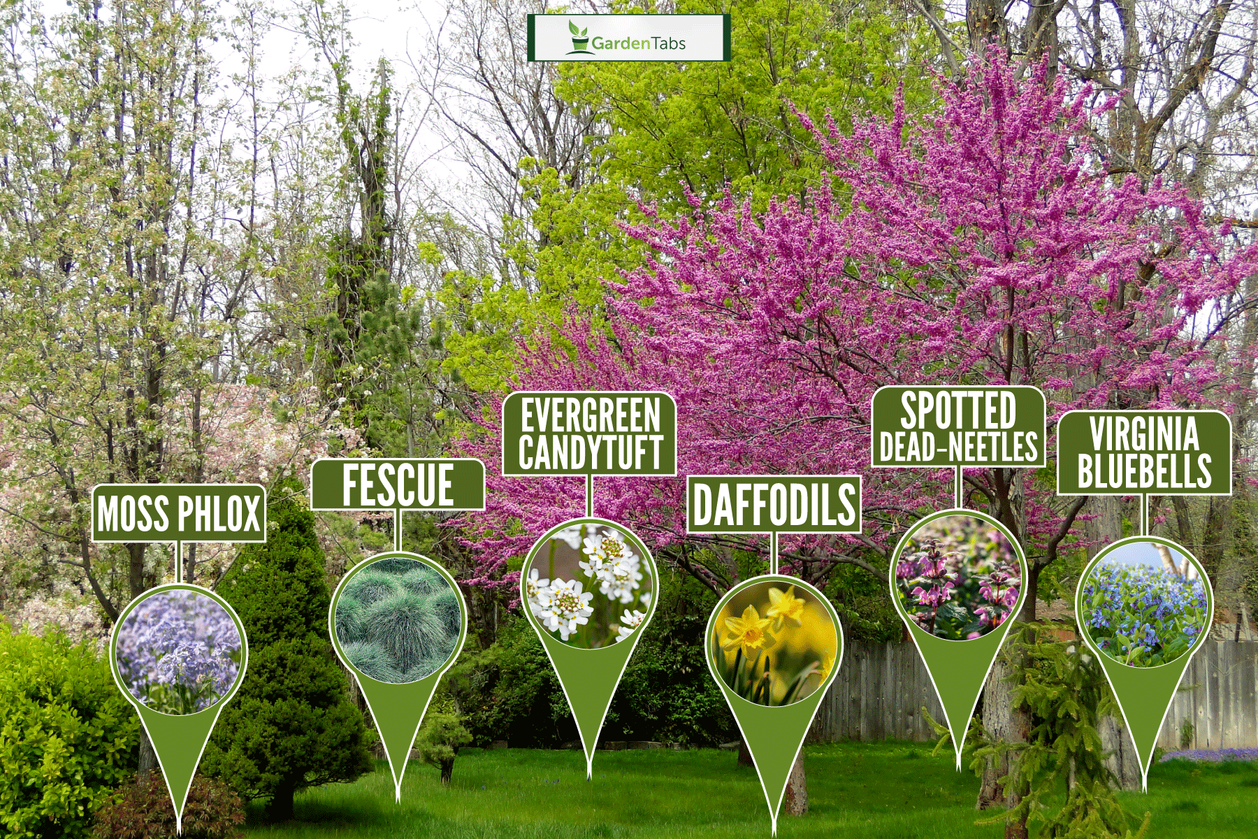 A gorgeous tree garden filled with different trees, What To Plant Under Redbud Trees [Flowers, Grass, & More!]