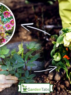 Planting hellebores flowers in spring garden. Gardener covers plant with soil wearing gloves outdoors, When And How To Transplant Hellebores