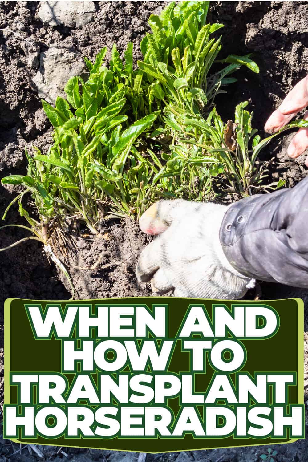 When And How To Transplant Horseradish