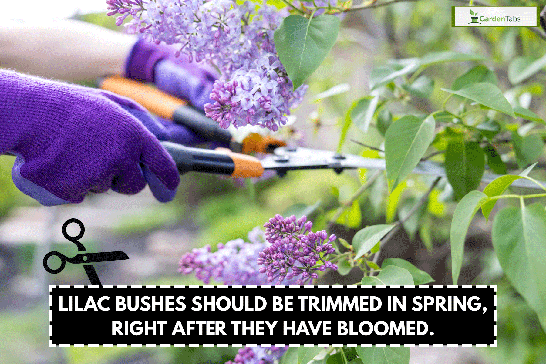 gardener hands wearing purple garden gloves holding garden scissors, cutting lilac bush, When To Cut Back Lilac Bushes (And How To Do That)?