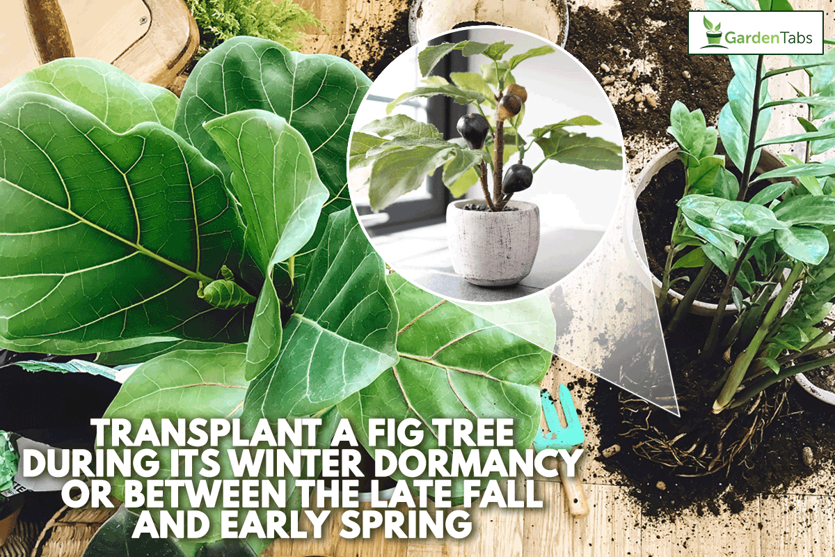 Transplanting Ficus Fiddle Leaf Fig tree at home, When To Transplant Fig Tree [And How To]