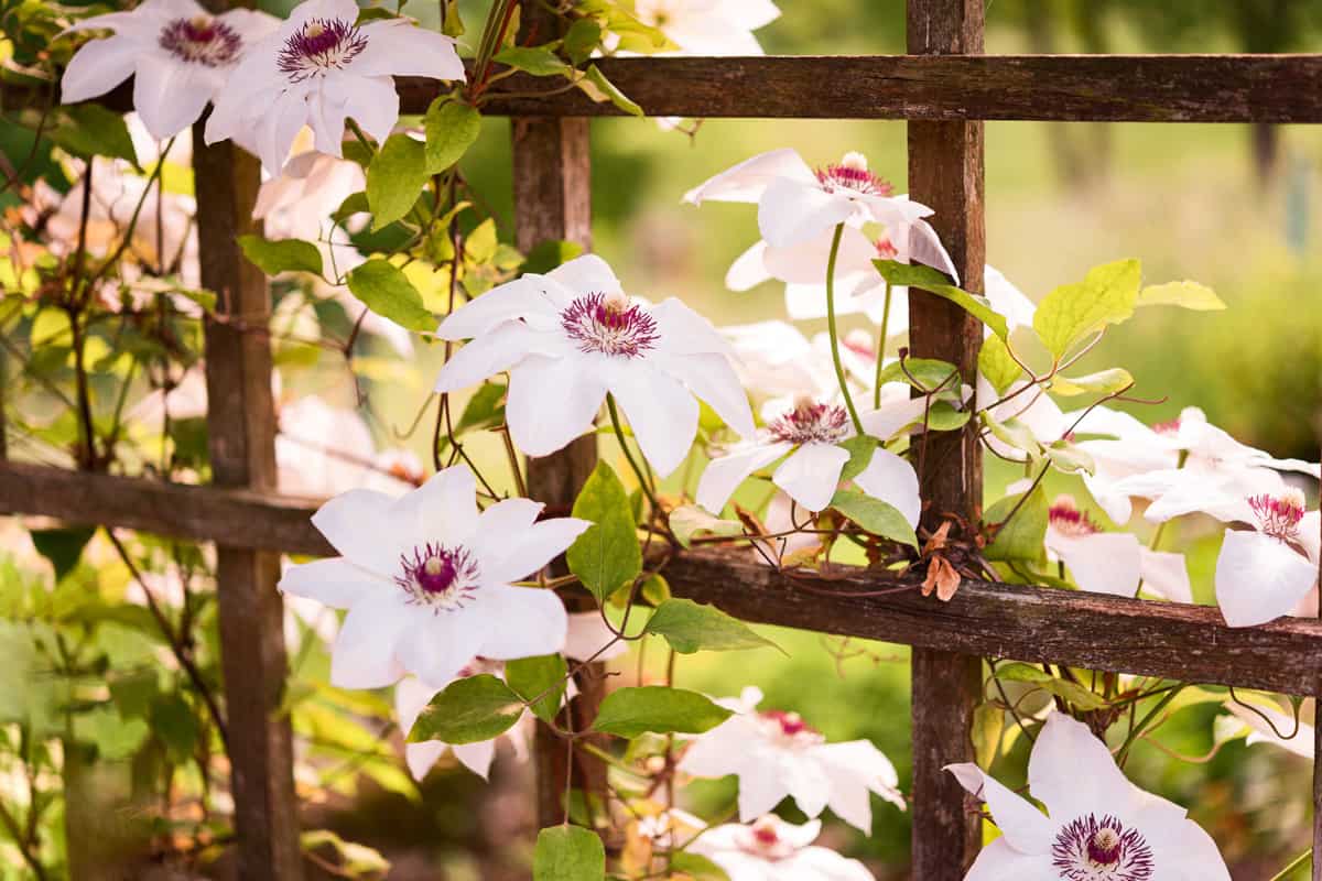 White Clematis Vine Plant in Bloom