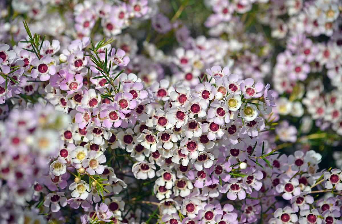 White and pink flowers of an Australian native geraldton wax cultivar