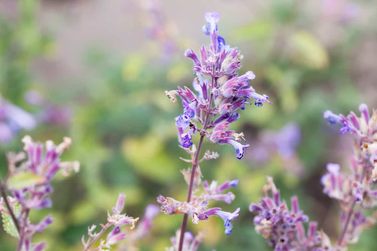 White and purple blooming Catnip herbal medicine