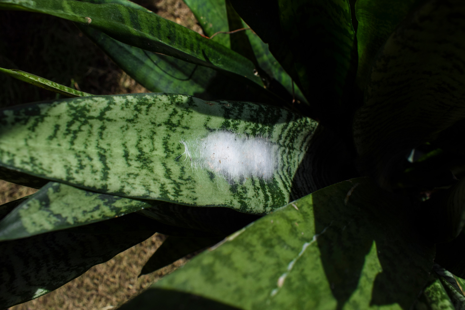 White fuzzy cobweb type of mold like thing growth on leaf of a Snake plant leaf. Fungus disease damage on leaves