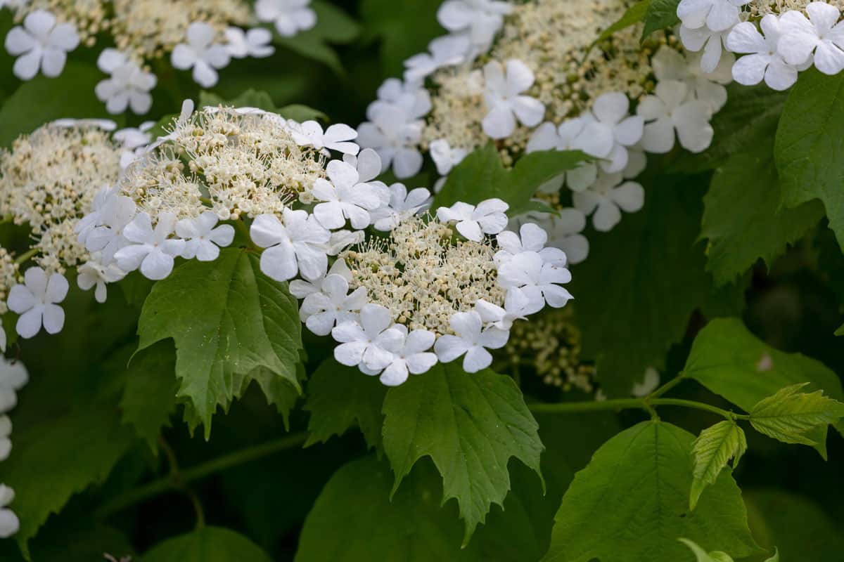 White petals of a Oakleaf Hydrangea shrub blooming in the full sun