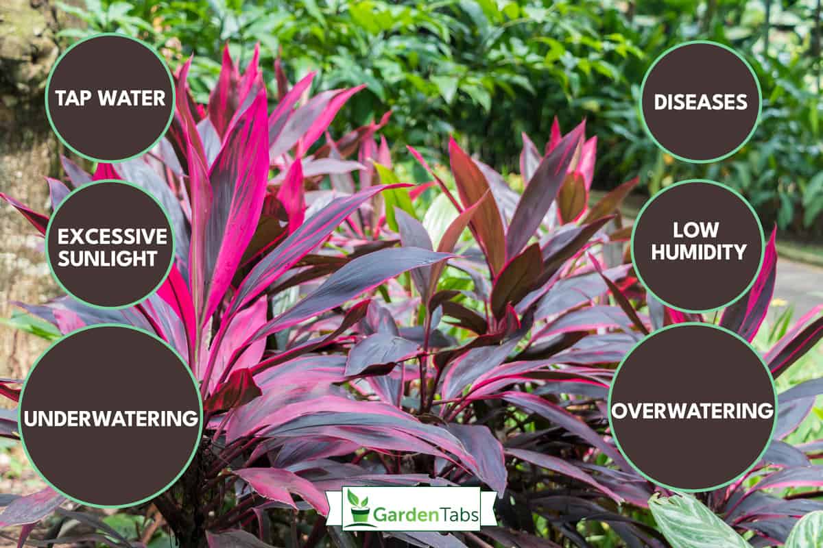 Beautiful pink and purple cordyline plants, Why Is My Cordyline Dying? [And How To Revive It]