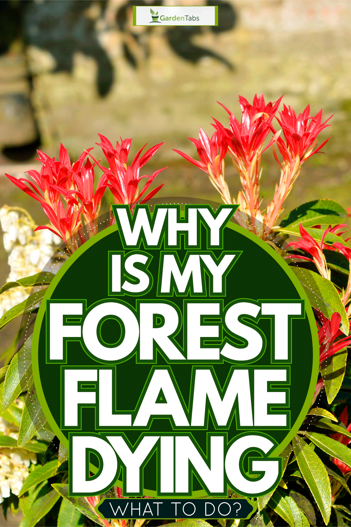 Stunning blooming forest flame plant, Why Is My Forest Flame Dying - What To Do?