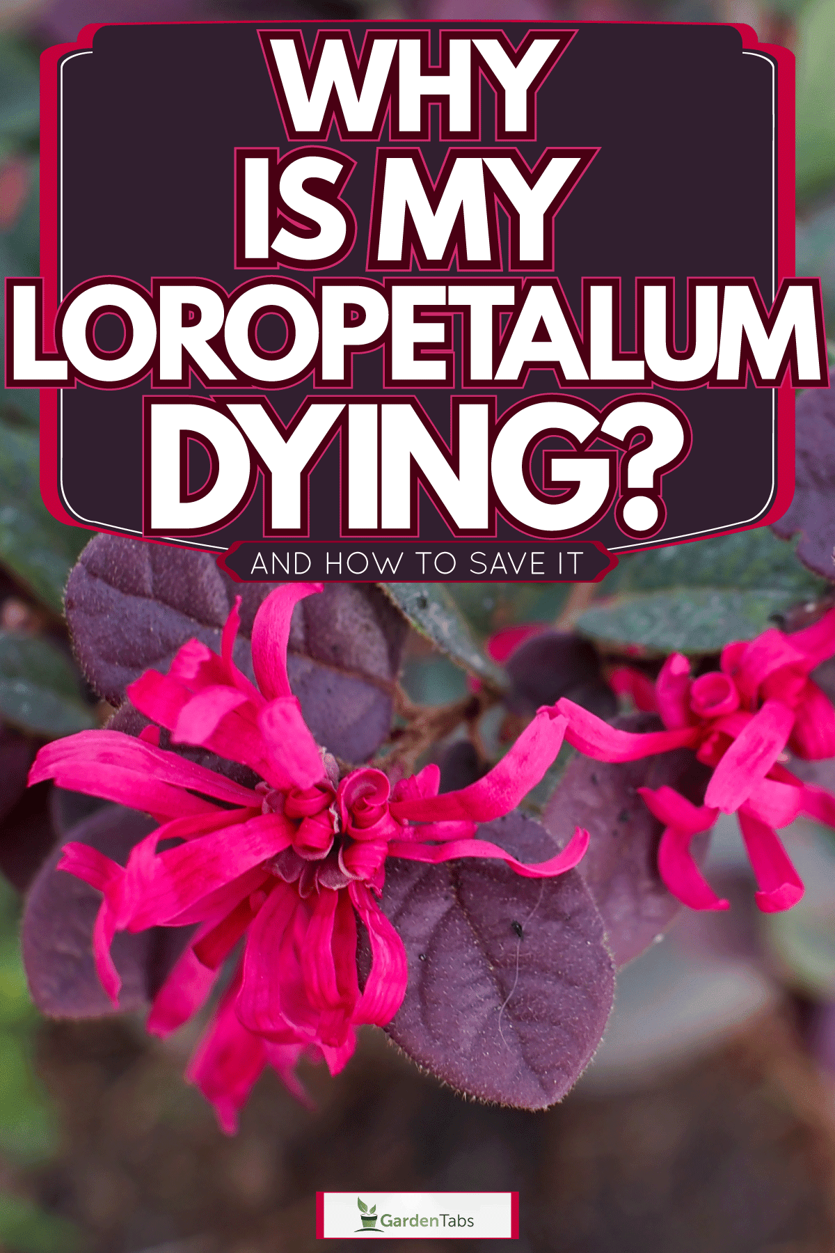 The blooming red petals of a Loropetalum flower photographed up close, Why Is My Loropetalum Dying? [And How To Save It]