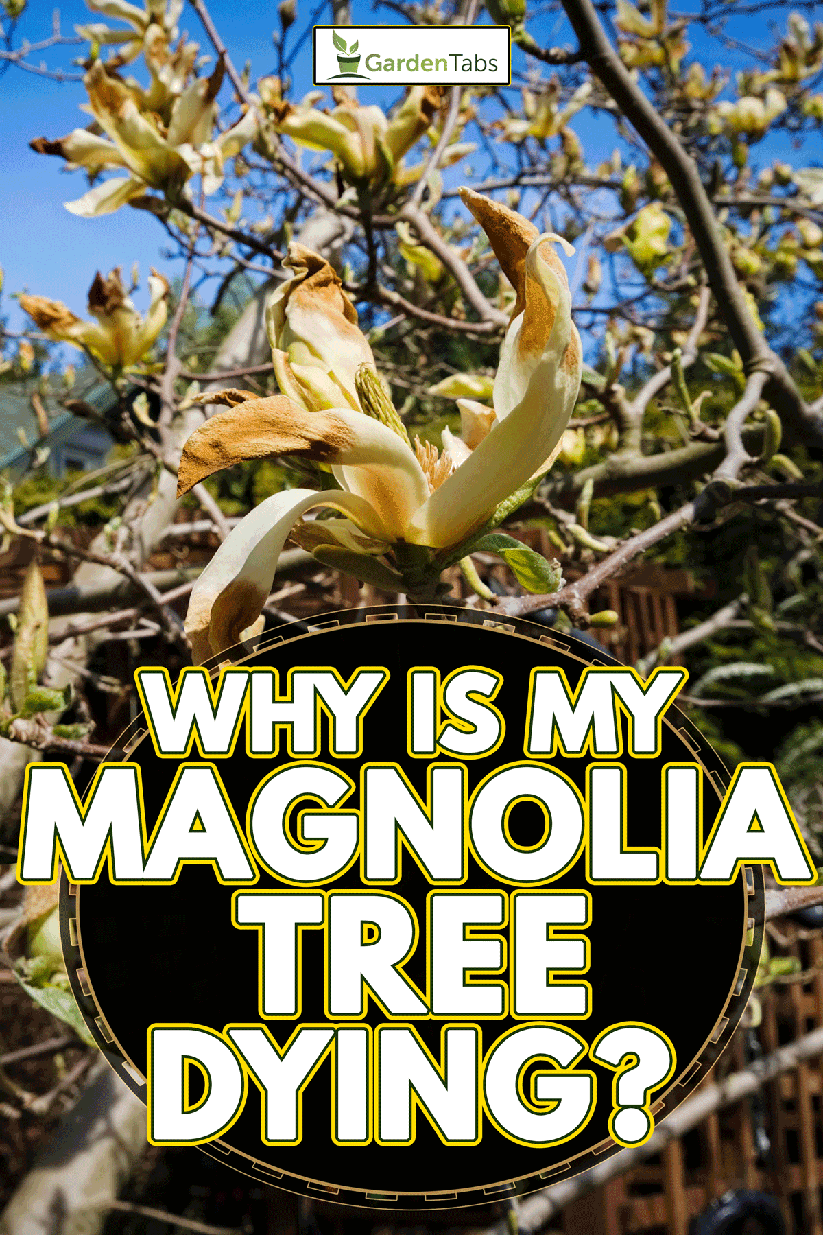 A magnolia flowers damaged by frost in spring, Why Is My Magnolia Tree Dying?