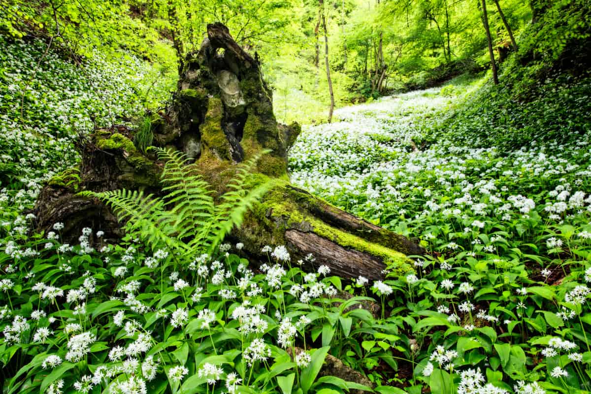 Wild garlic flowers blooming at a forest