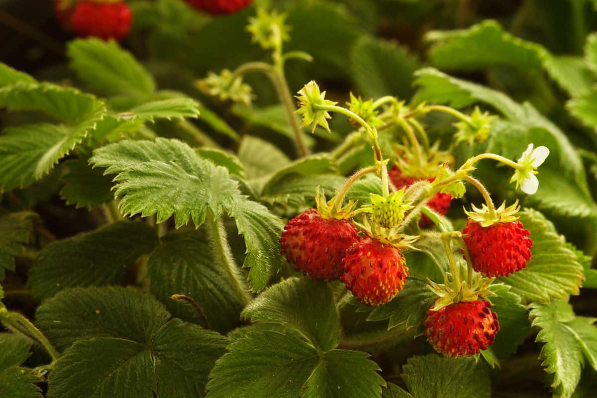 Wild strawberry plant with green leafs and ripe red fruit