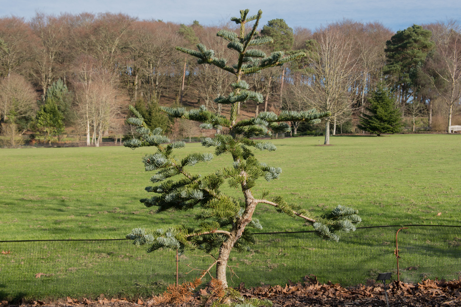 Winter Foliage of an Abies magnifica 'Glauca' (California Red Fir Tree) in a Park in Rural Devon, England, UK