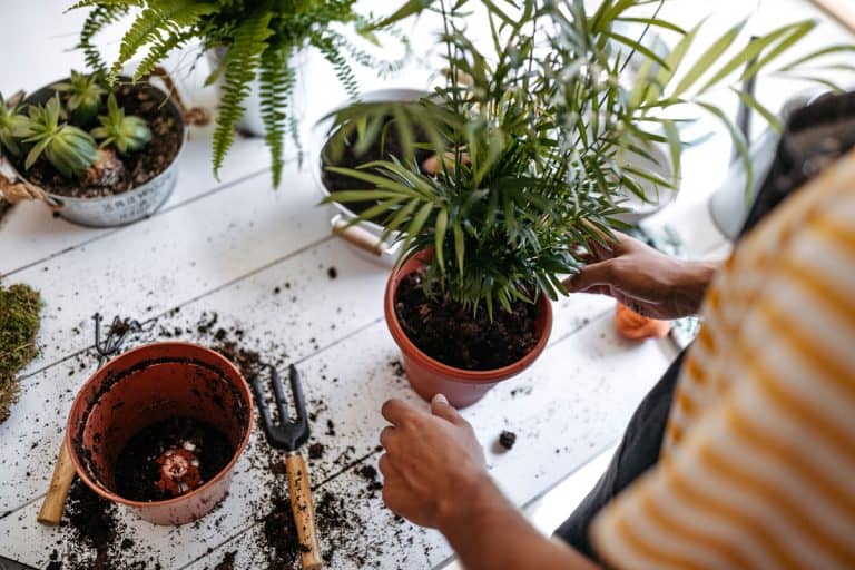 Woman repotting a small palm tree, Can You Repot A Plant With Wet Soil?