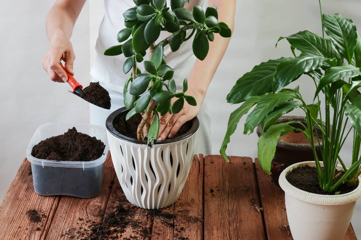 Woman's hands transplanting plant a into a new pot