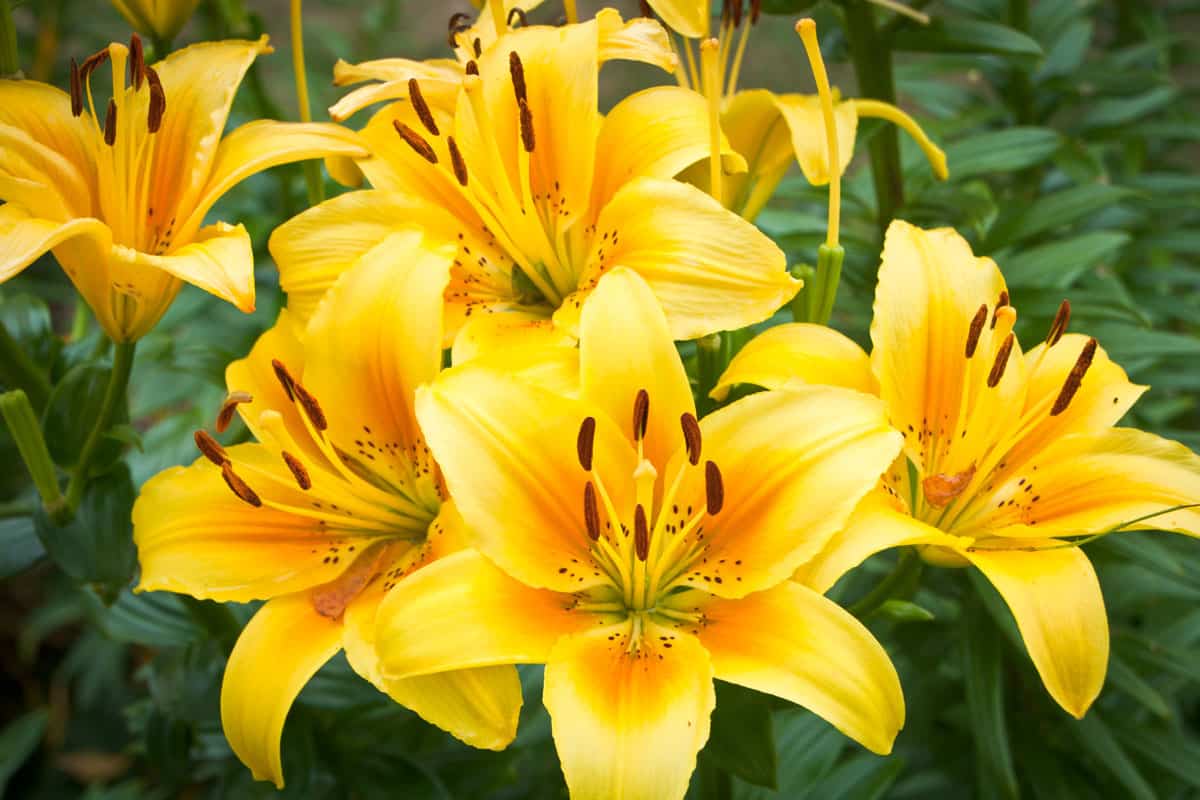 Yellow Day Lily Cluster brightly blooming in a garden