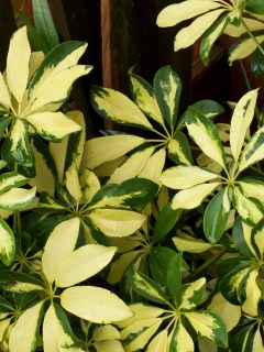 Yellow and green schefflera plant in outdoor garden - Can Umbrella Plants Go Outside
