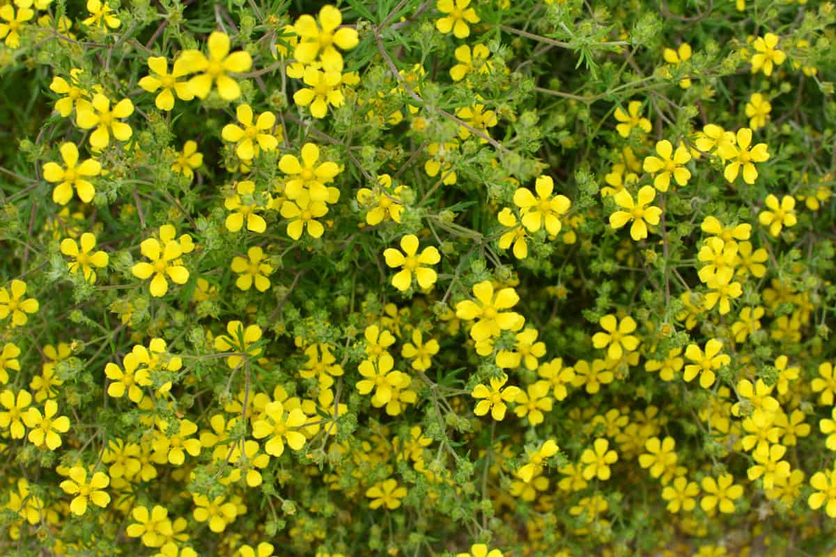 Yellow flowers of a potentilla at the garden