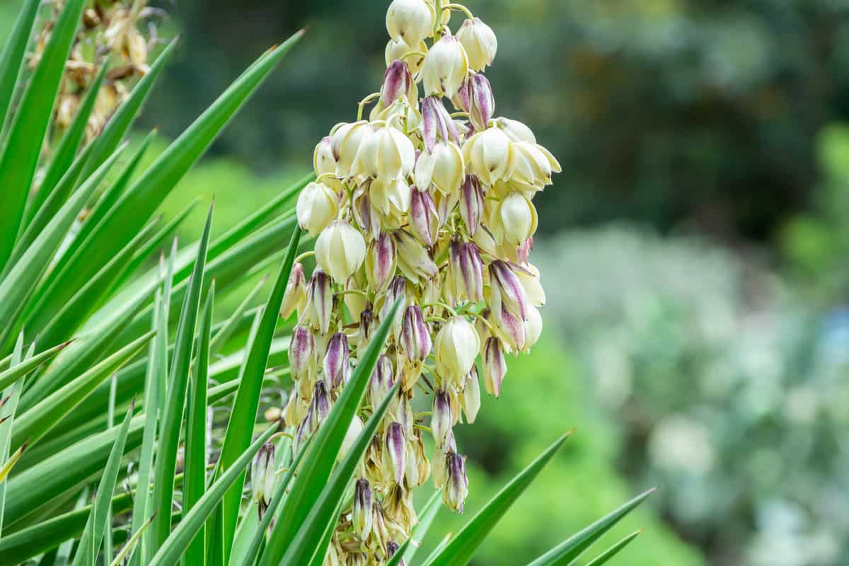 Yucca Aloifolia Blooming in summer on Blurred Background