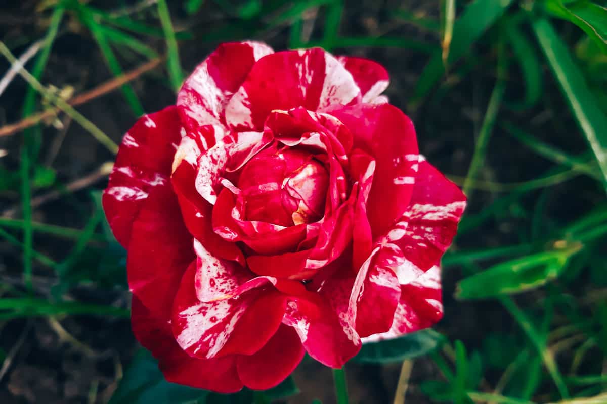 a beautiful white striped red rose on the backyard garden