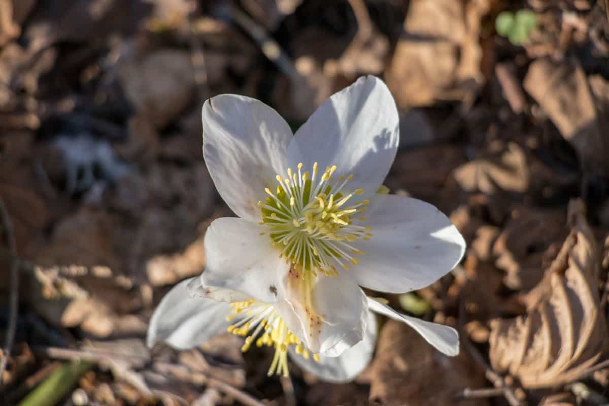 a close up photo of a white five petal hellebore flower on a sunny day