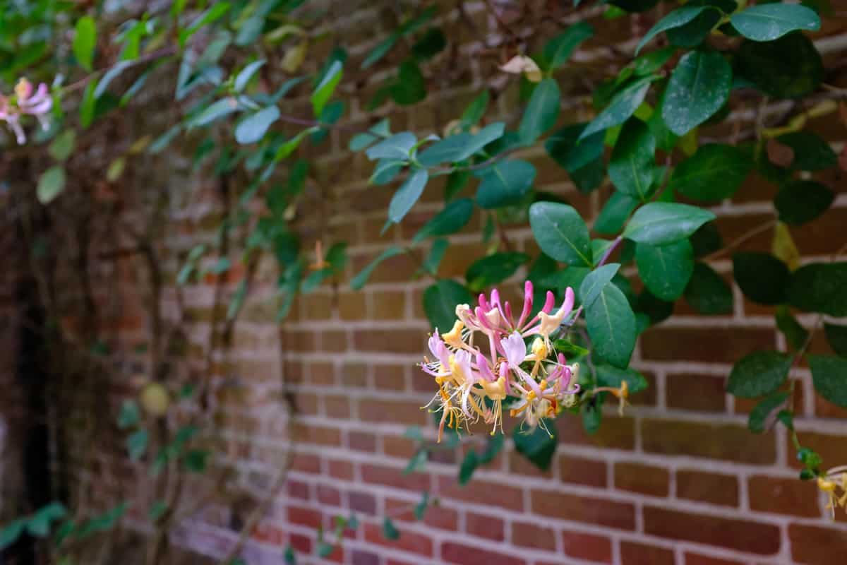 a vigorous honeysuckle grows against this red-brick wall in summer.