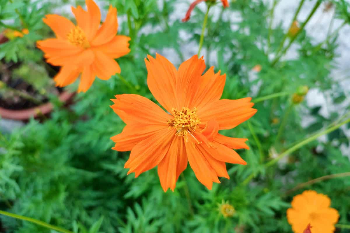 a well maintained vibrant orange cosmo flower on a garden pot