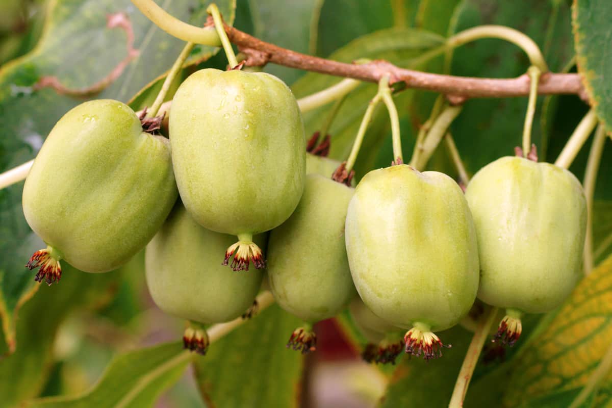 actinidia vitamin berry hardy kiwi food, nature, deliceosa, isolated