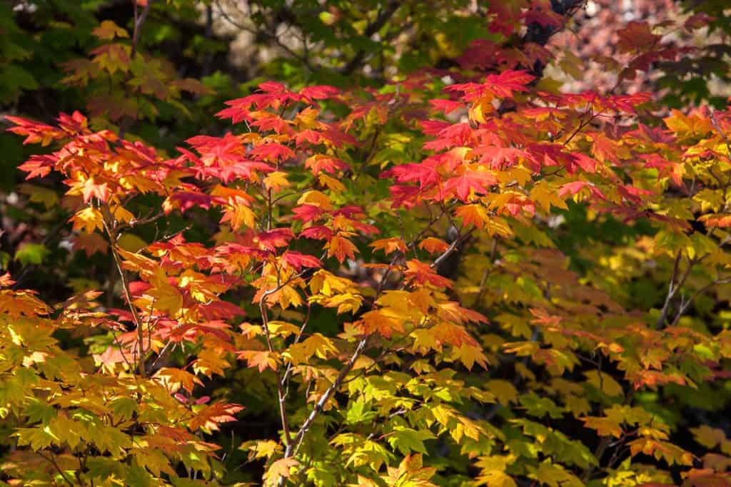 amazing colors of red, orange, yellow, green leaves of a maple tree on the park