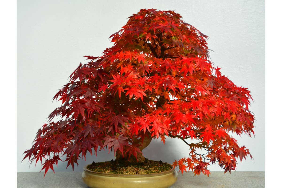 amazing red colored leaves of a japanese maple tree, bonsai, asian art form