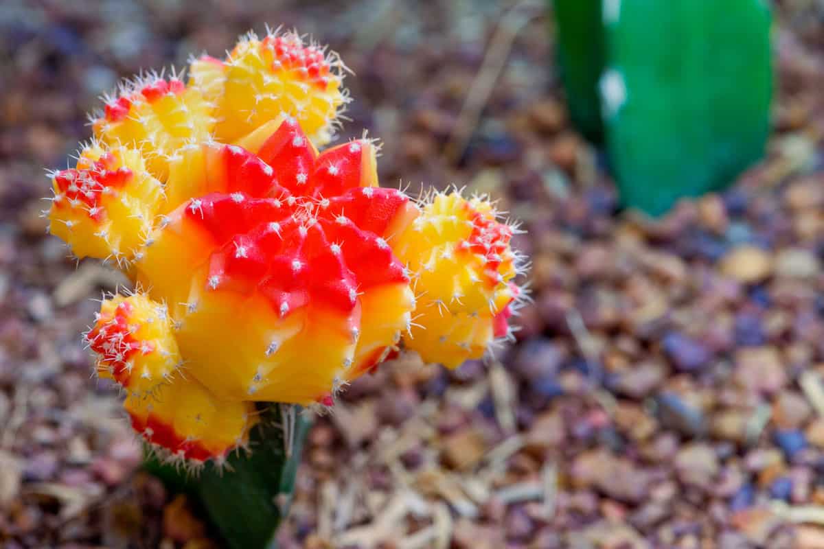 beautiful flower of Moon Cactus