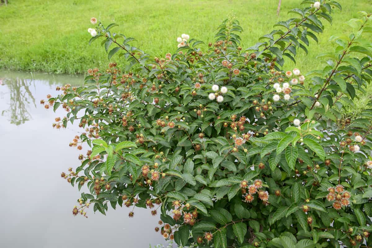 buttonbush (cephalanthus occidentalis)