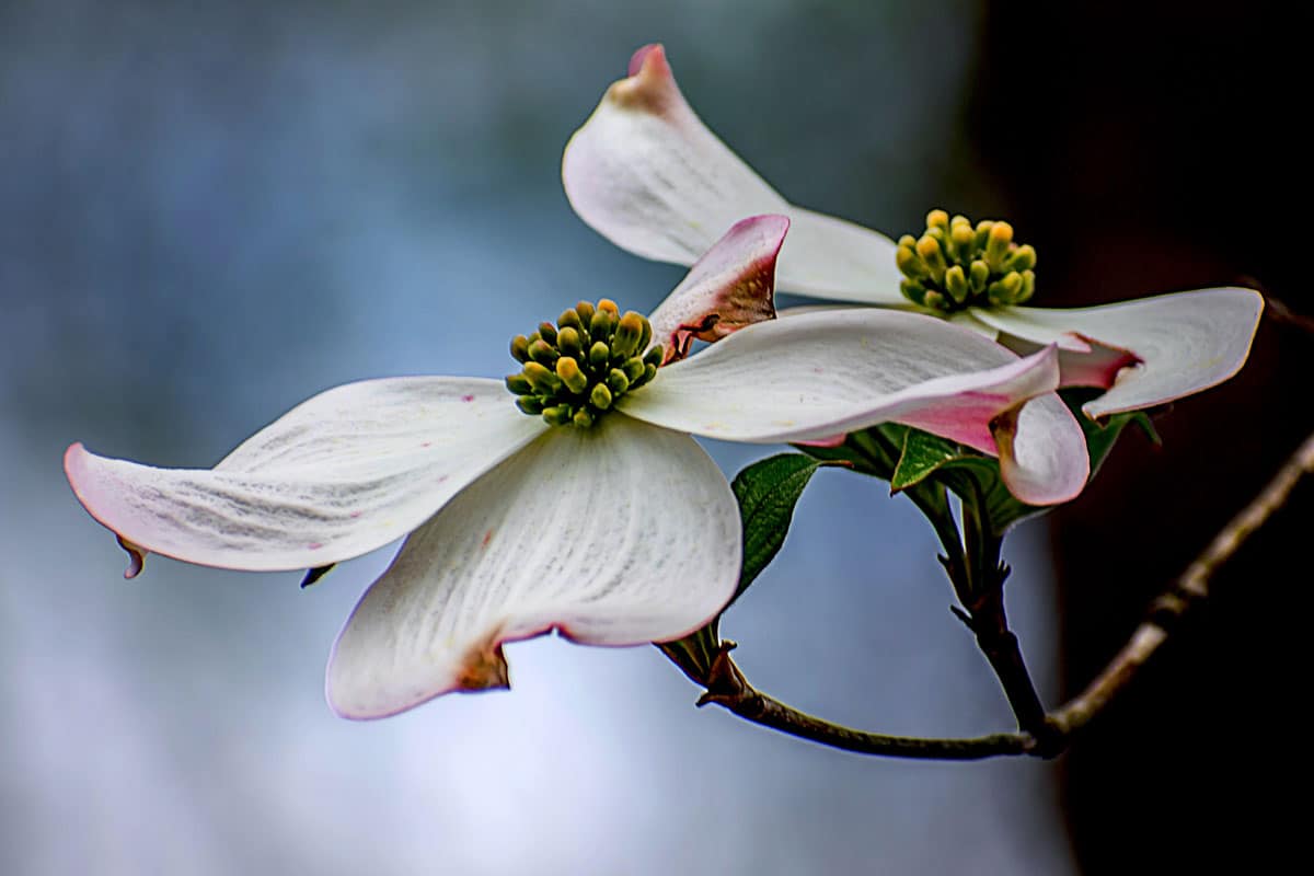 close up blooming photo of a white flower of a dogwood tree
